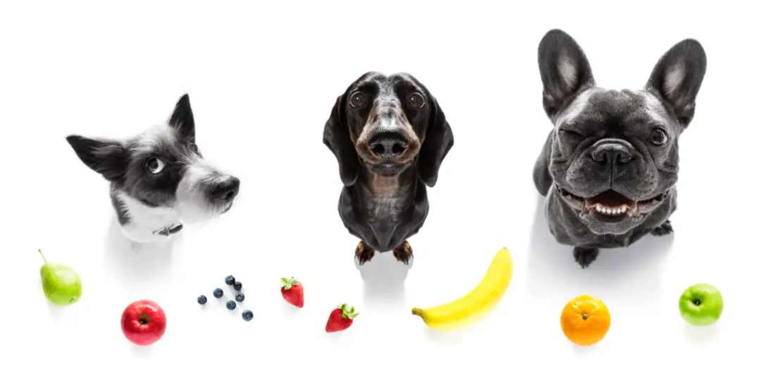Imagem de cachorros e frutas