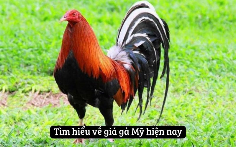 Tìm hiểu về giá gà Mỹ hiện nay