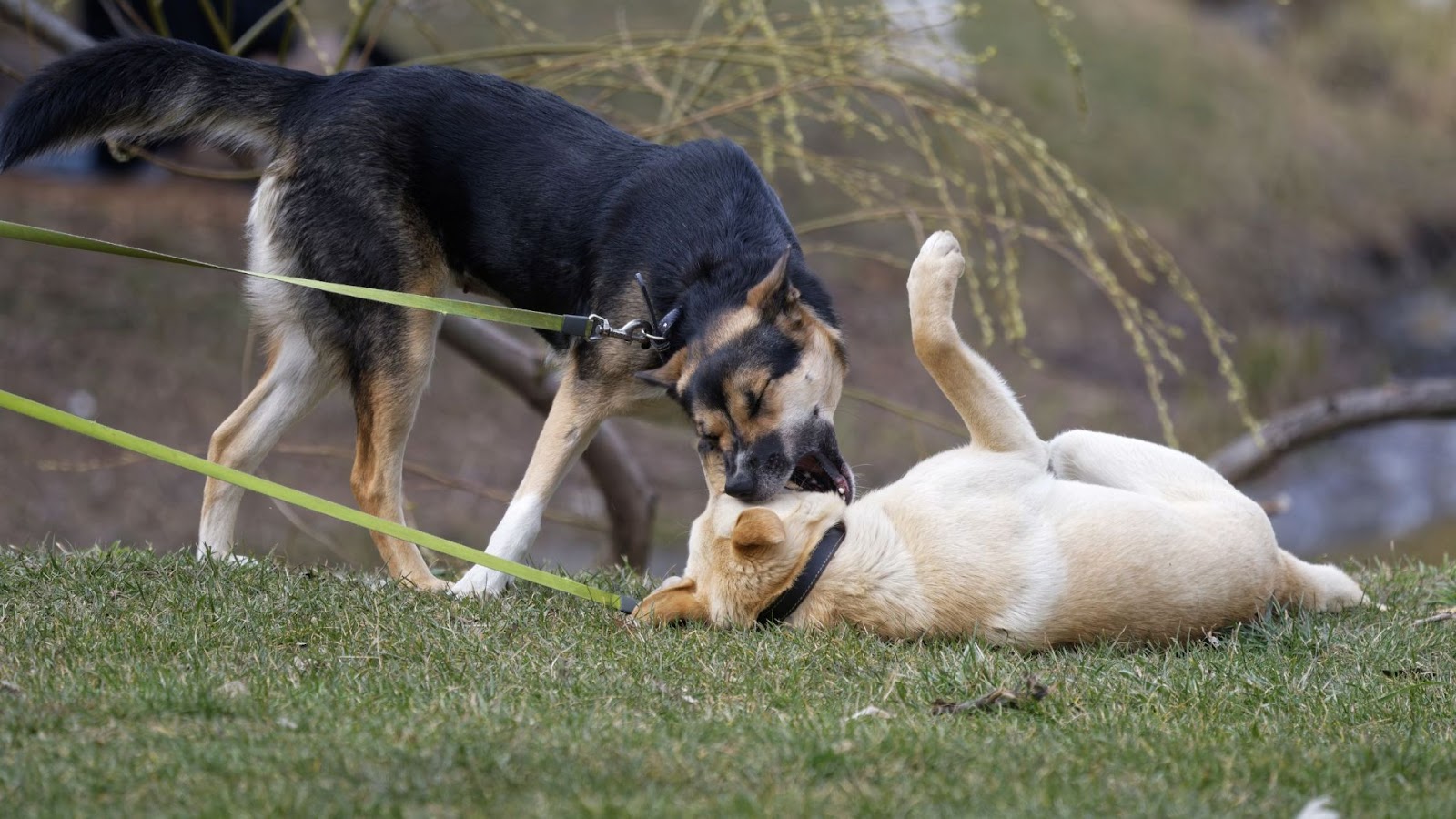 best dog leash