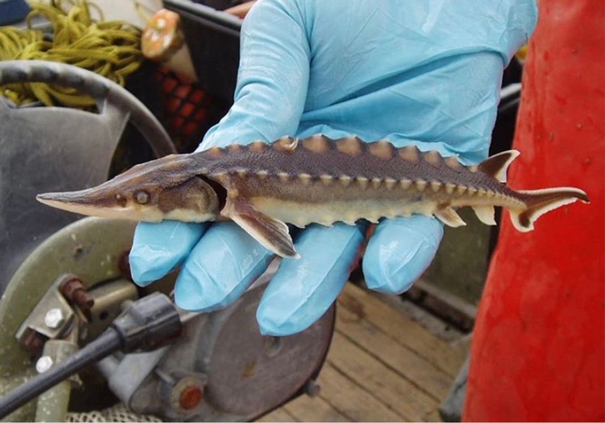 5. Gulf Sturgeon