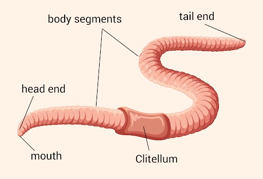 Morphology, Diagram & Anatomy of Earthworm