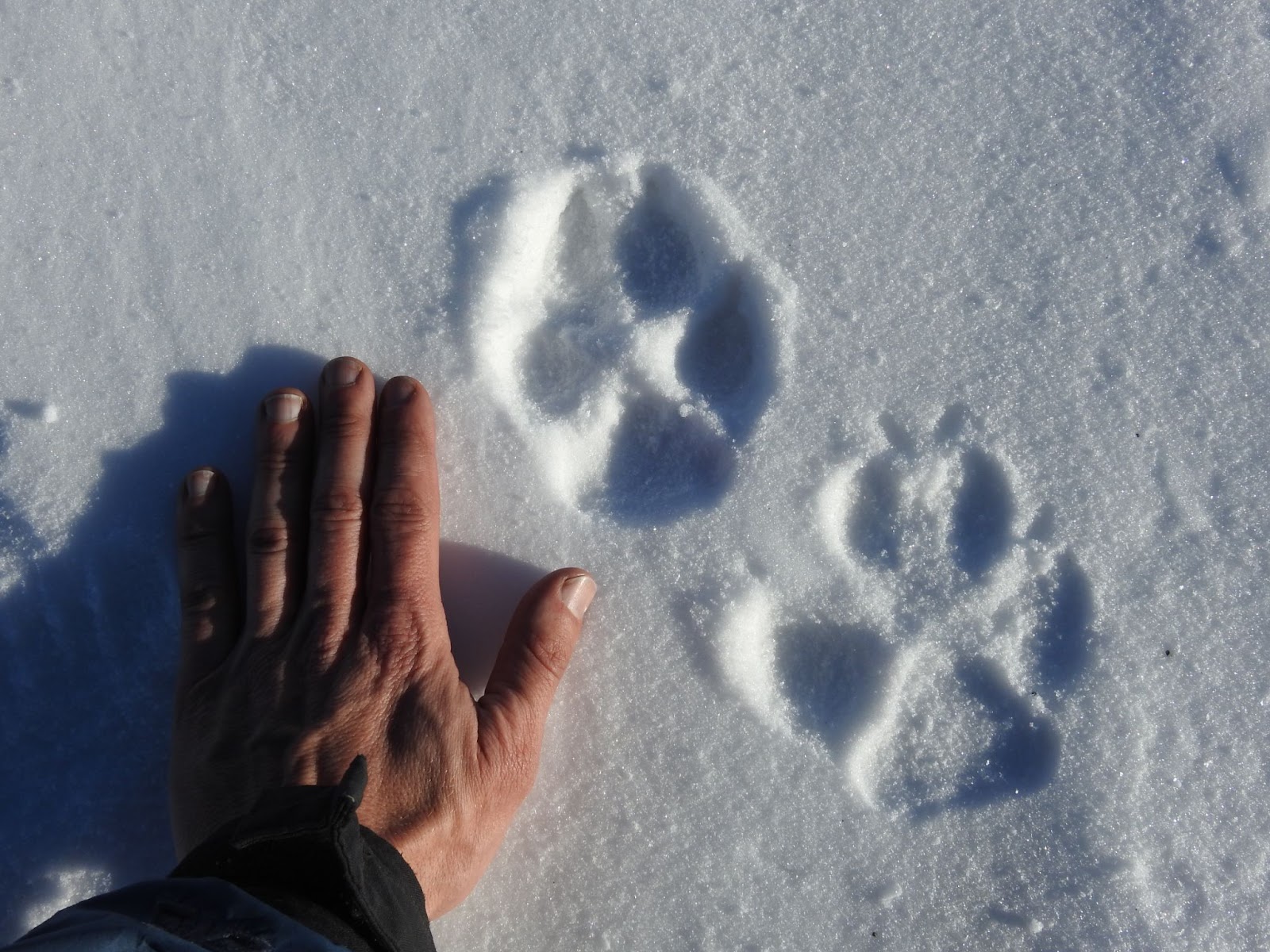 Wolf tracks in the snow next to a human hand for size comparison.