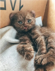 Adorable Crooked-Legged Kitten with Bear Ears Finds Love in New Adoptive Family and Blossoms with Affection – Icestech