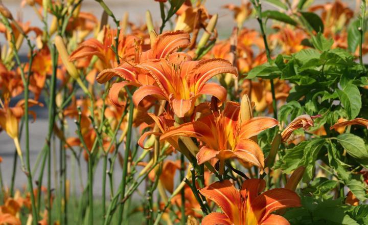 How to Grow Daylilies | MiracleGro Canada