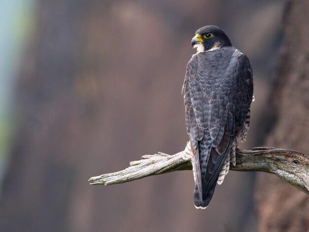 Il falco pellegrino (Falco peregrinus):