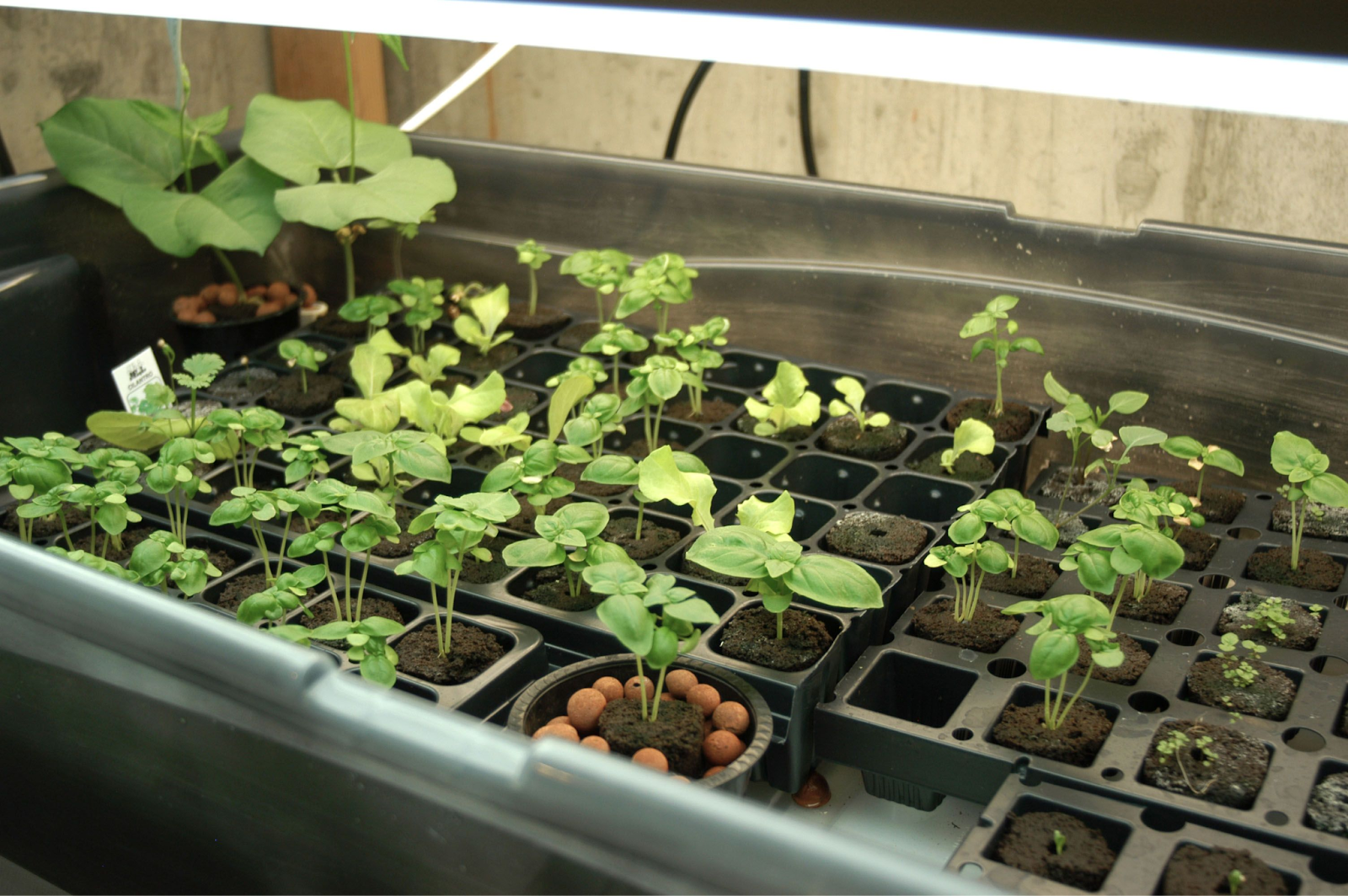 Plant the seeds at the proper depth and spacing.