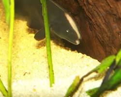 Image of Black ghost knifefish closeup
