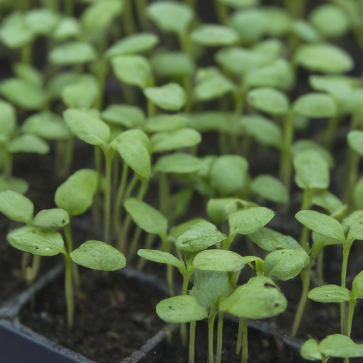 Sowing Seeds or Selecting Seedlings: Germinating your Enchanter's Nightshade