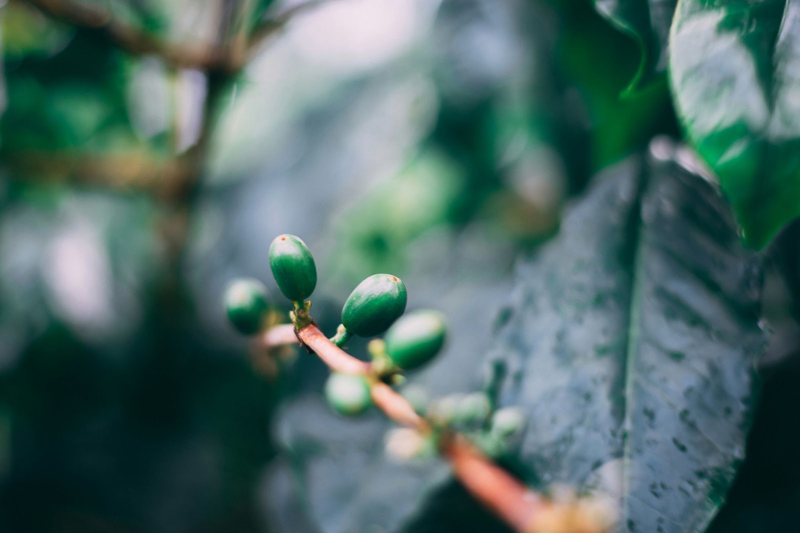 Unripe Jamaican coffee beans on a branch in a lush green setting