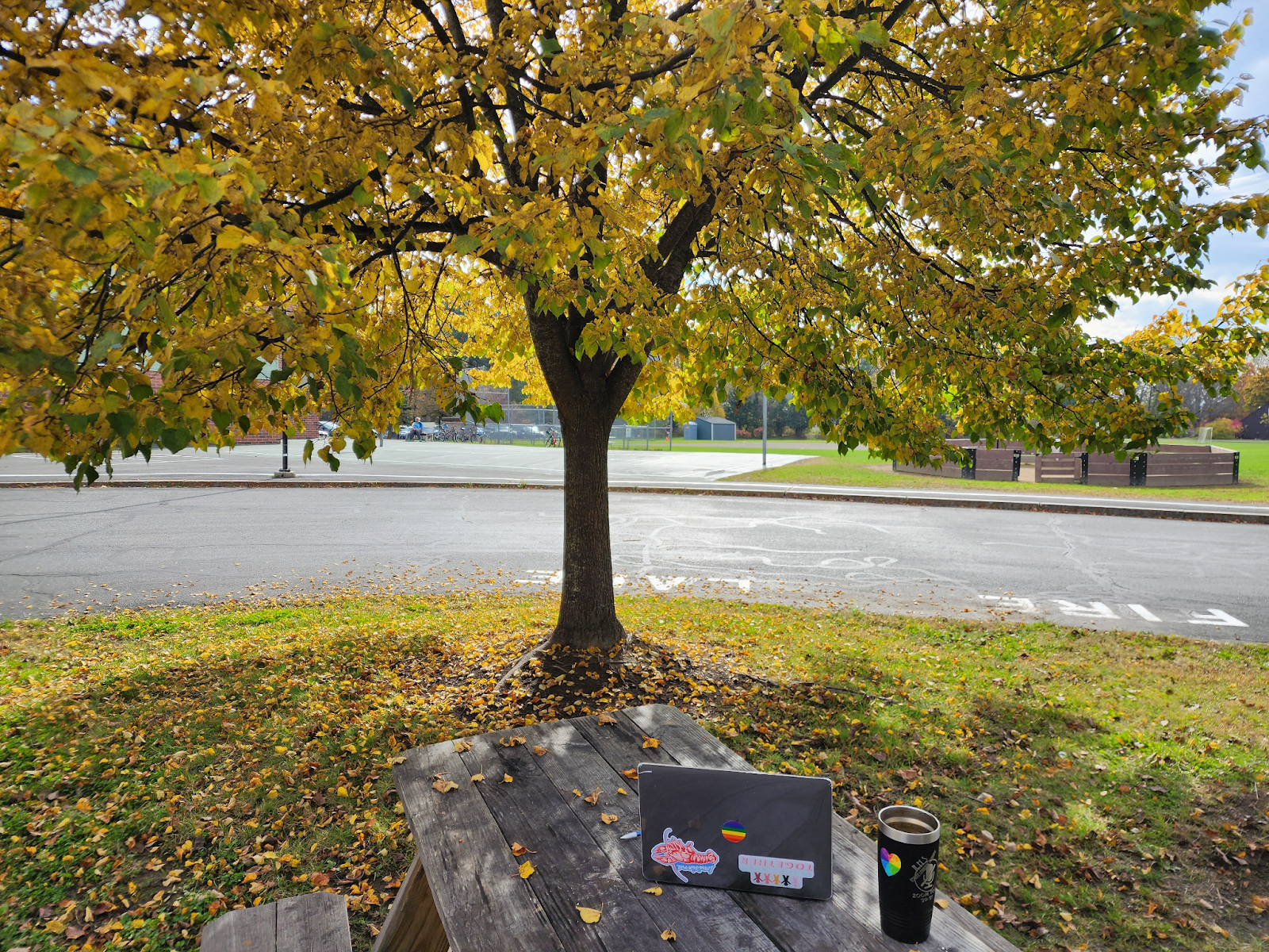 tree with yellow leaves and a picnic table