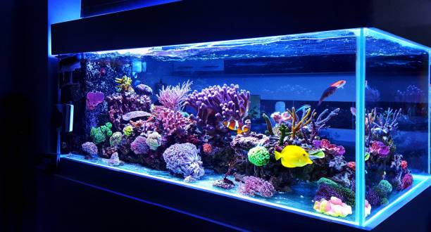 fish aquarium vastu
