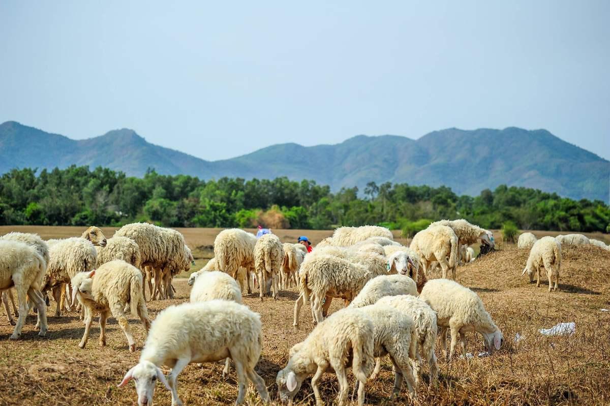 Kinh nghiệm vi vu đồi cừu Vũng Tàu - Nơi những tấm hình sống ảo siêu chất