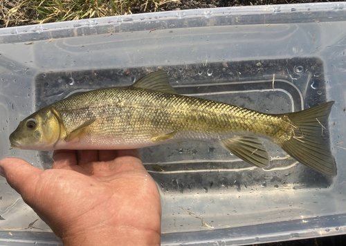 Ikan yang sudah punah, Snake River Sucker (Chasmistes muriei) (Photo: iNaturalist UK)