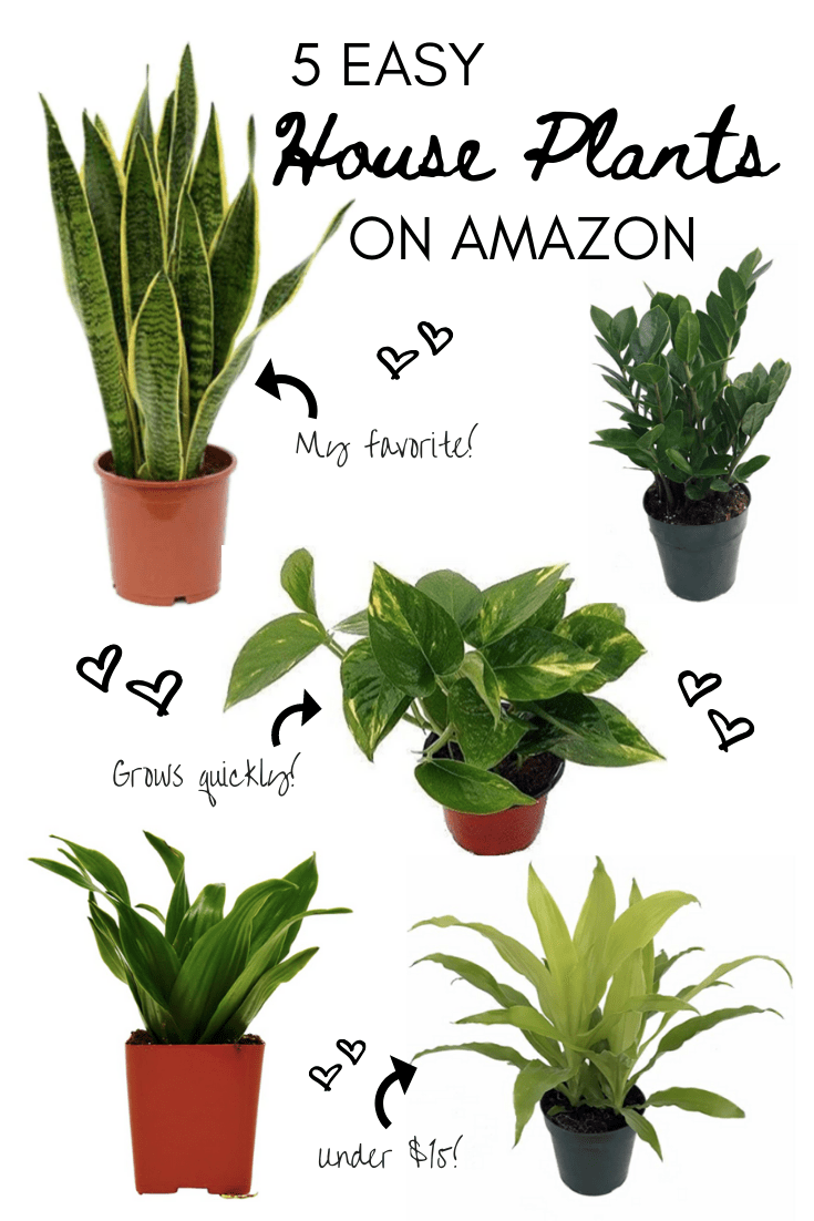 What Plant is the Easiest to Take Care Of?  