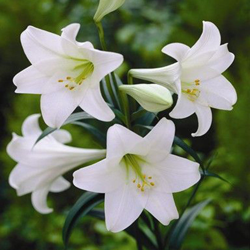 Amaryllis Lily, White - Flowering Plants — PlantsMarket