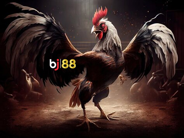 Sân chơi BJ38 - Trang web đỉnh cao cho các tín đồ Đá gà, , Hỏi đáp