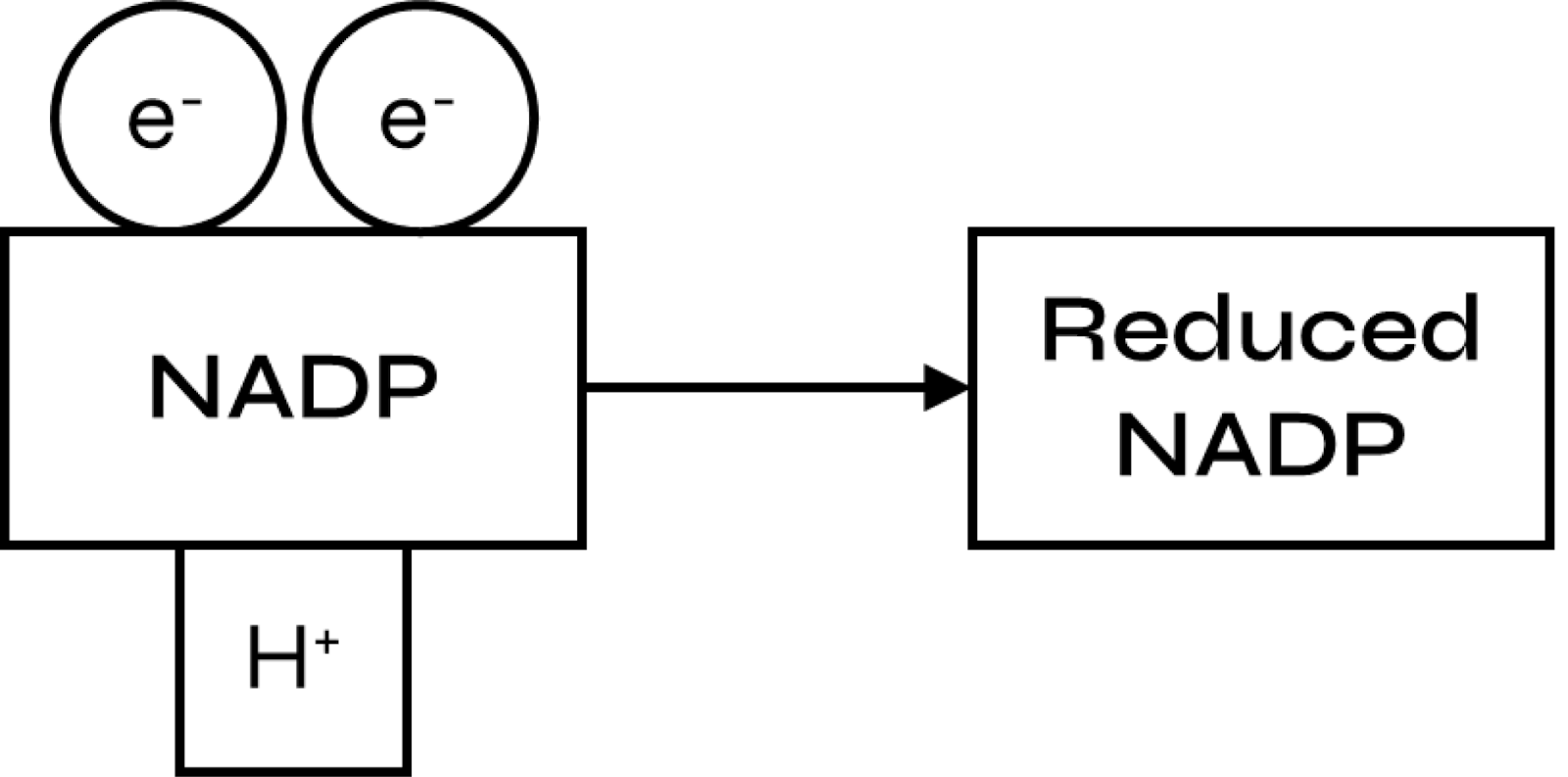 light dependent reaction photosynthesis - image 10 - reduction of NADP