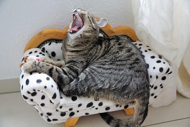 A cat lying on a small chair with its mouth open

Description automatically generated