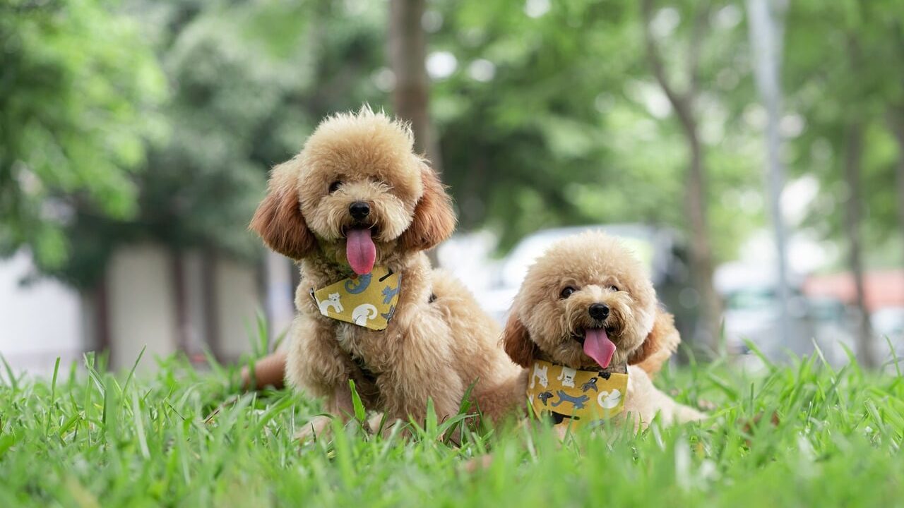 small dog breeds - two toy poodle puppies resting on the grass