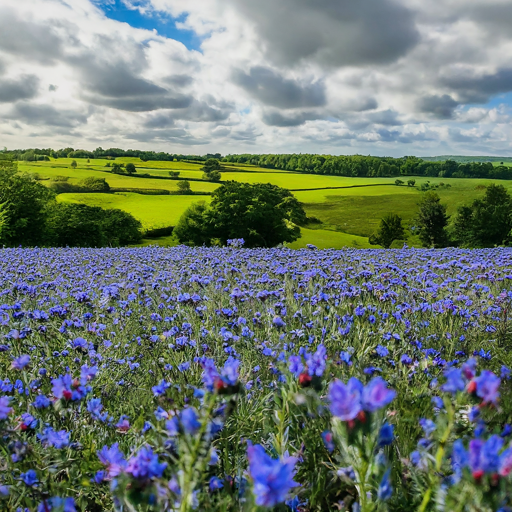 Bringing Beauty to Your Garden: A Comprehensive Guide to Growing Bugloss Flowers