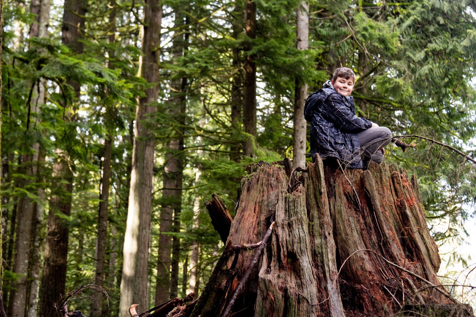 A young man sits on the remains of an old growth forest stump in the middle of a forest.