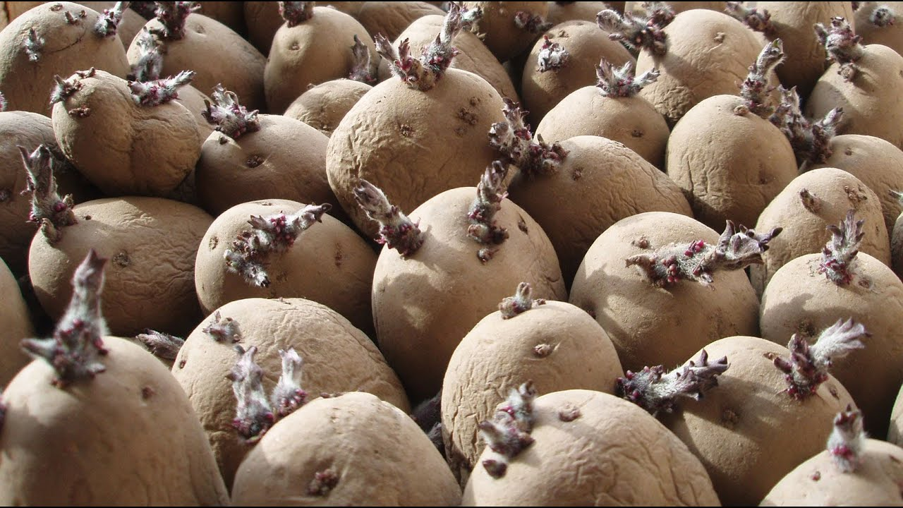 Chitting for Better Results