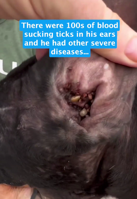 Dog with Massive Tumor