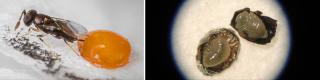 Two photos. On the left, a fly-like black wasp pushes its modified stinger into a yellow, jelly-like egg. On the right, two larvae appear at the bottom of a microscope tube, still wrapped in black, papery remnants of the egg they inhabited.