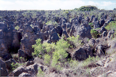 Understanding the Impact of Reduction in Soil Macro and Micro Fauna on Ecosystems