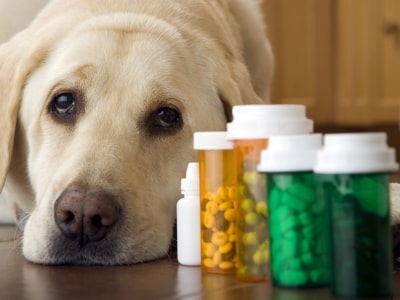 Medications effecting Dogs poop