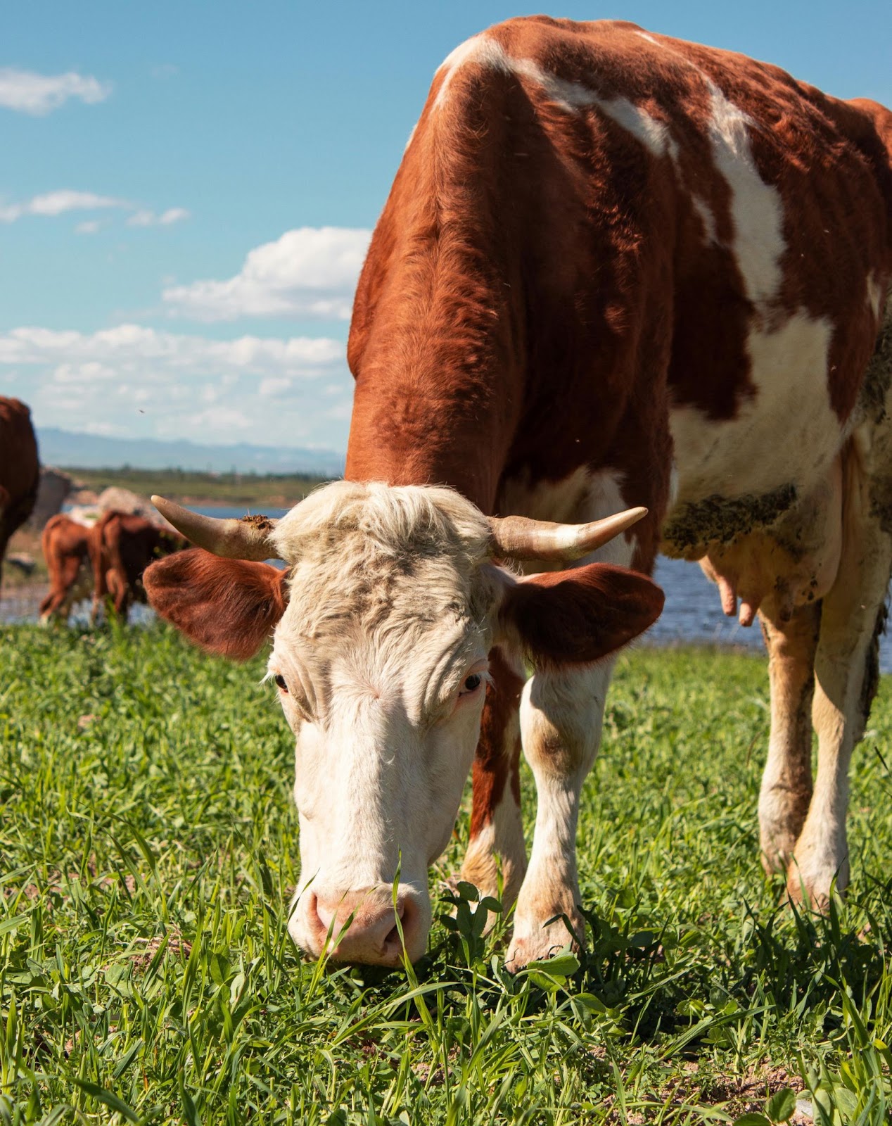 Calving Season
