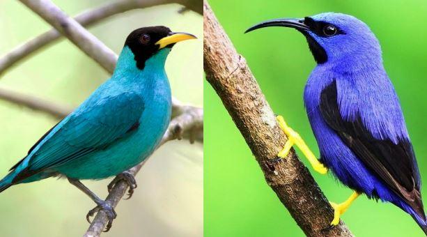 Green Honeycreeper 