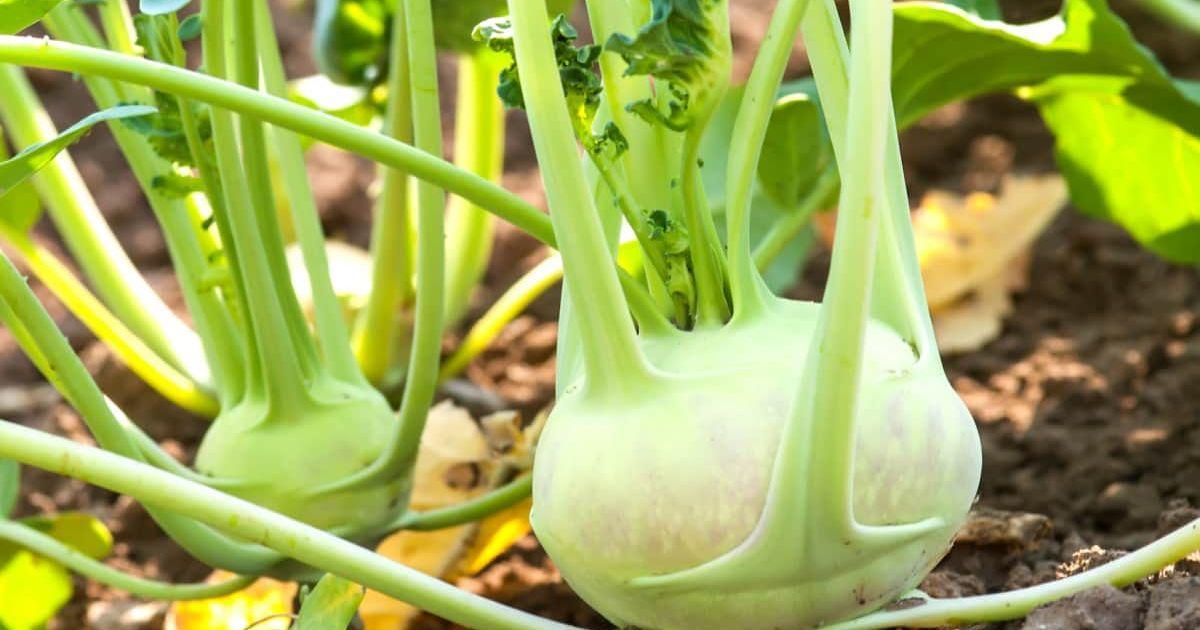 Green kohlrabi is comes under top 10 Green Vegetable for Physical health