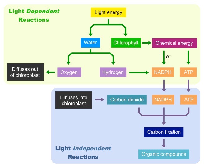 photosynthesis reactions