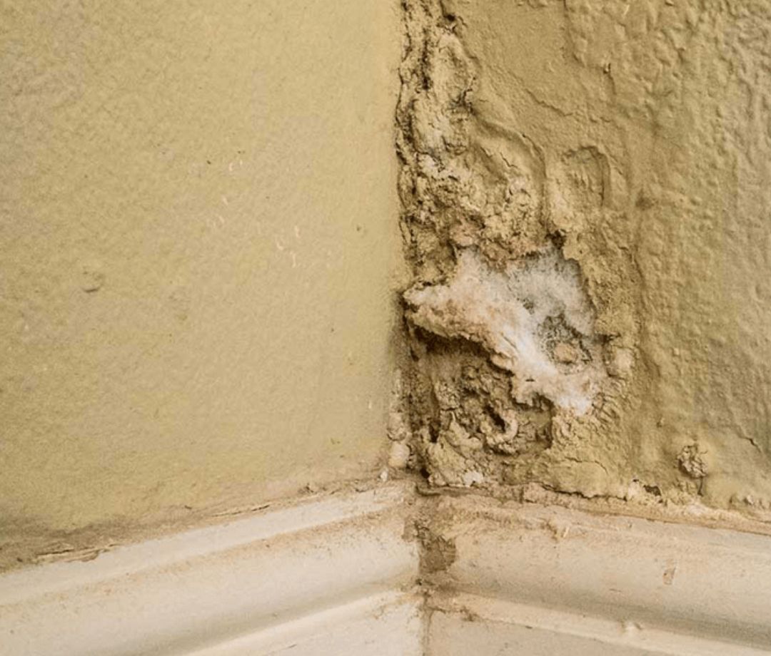 Wall Dampness