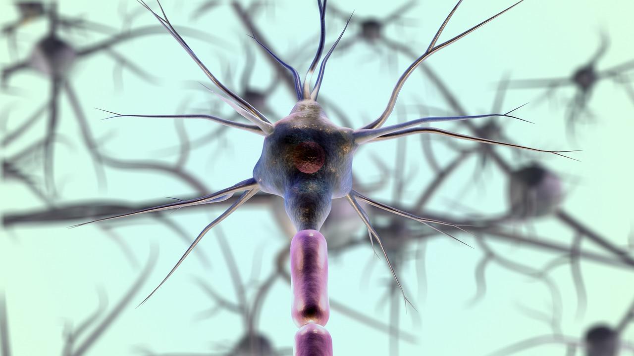 Нейроны, Нейронная Клетка, Биология