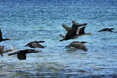 cormorants.jpg