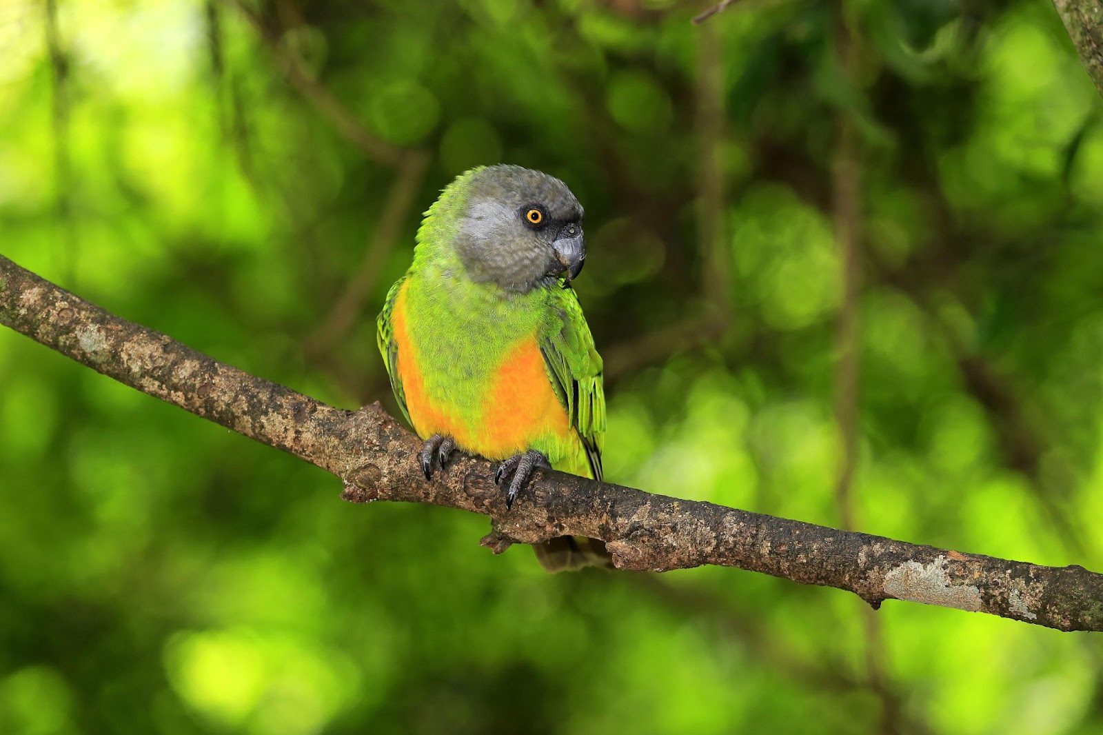 Senegal Parrots Price