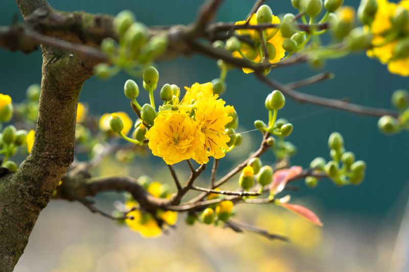 hoa mai chơi hoa ngày tết