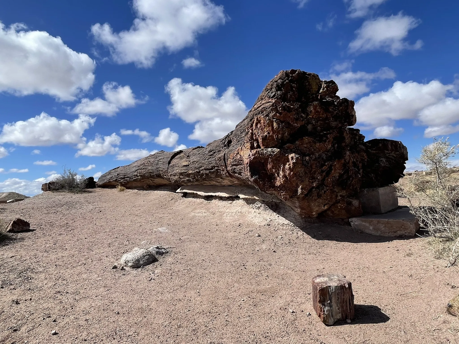 Giant logs Trail in Petrified Forest 