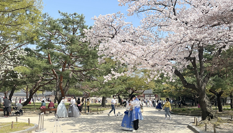 2024年4月に渡韓する人必見！桜が綺麗な観光地5選を紹介