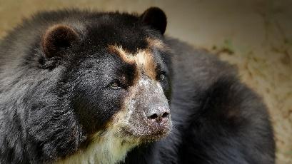 https://animals.sandiegozoo.org/sites/default/files/2016-09/animals_hero_spectacledbear.jpg