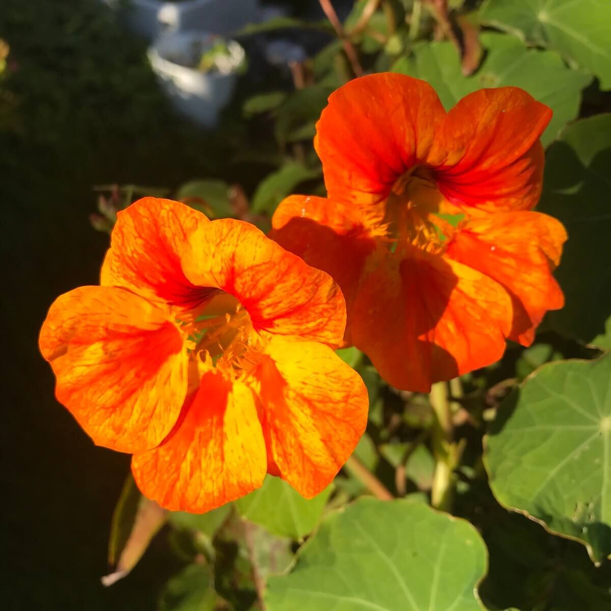 Nasturtiums resting and doing nothing.