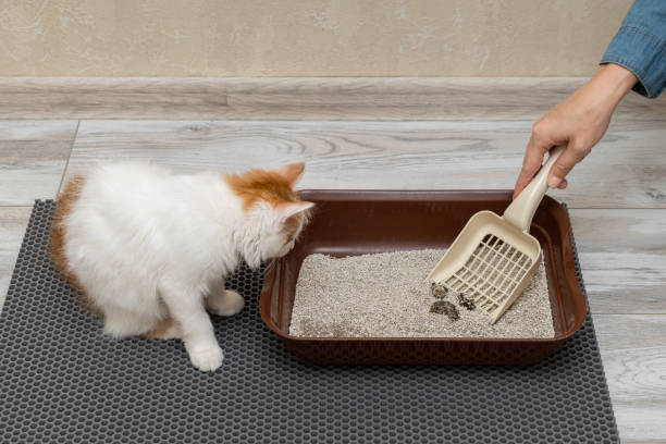 Positive Cat Training: Perfecting Skills - Pets Grooming Care