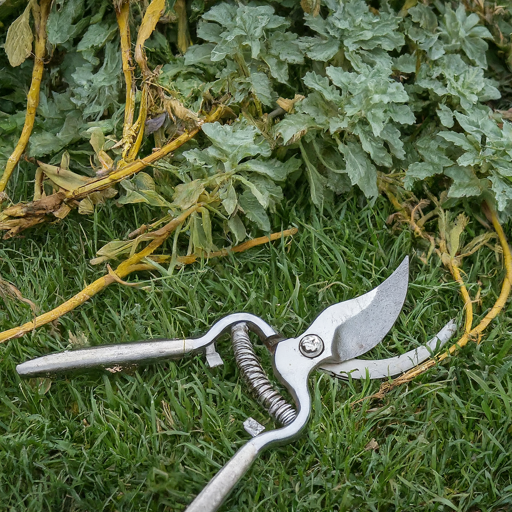  Pruning for Dittany of Crete Perfection