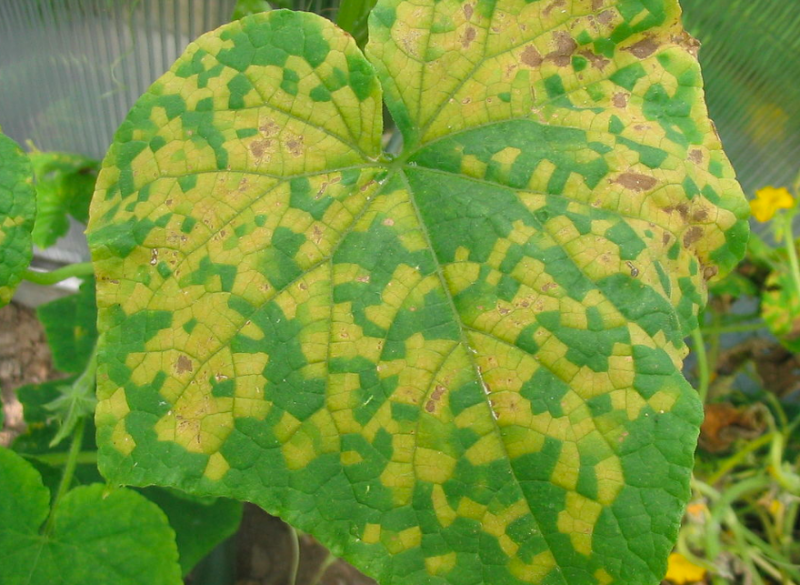 Cucumber Mosaic Virus