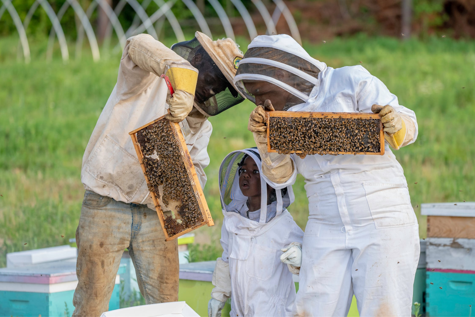 Beekeeping as a Profitable Venture image