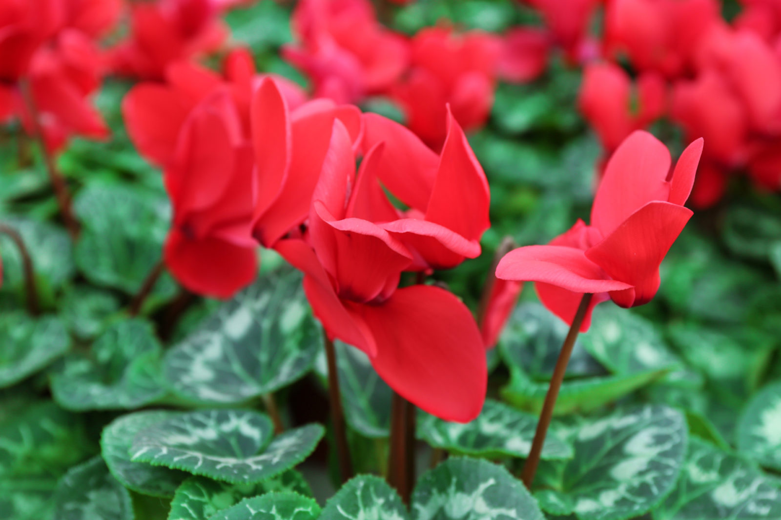 Cyclamen (Cyclamen persicum)