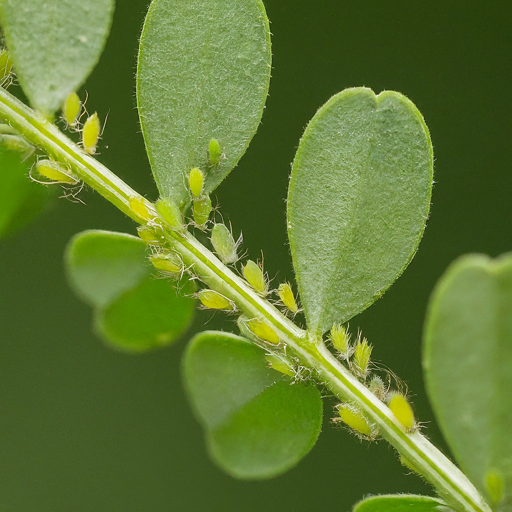 Potential Challenges and Solutions for Your Prickly Broom