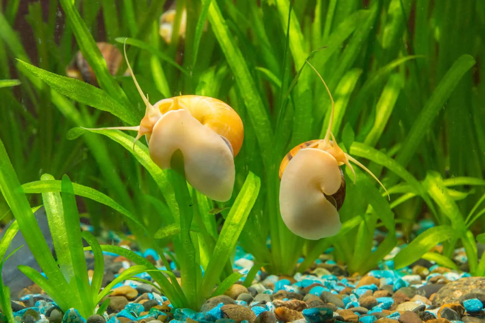 How To Do Mystery Snails Mate